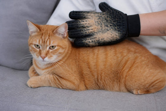 Cat Grooming Gloves for Shedding: 2026 Reviews