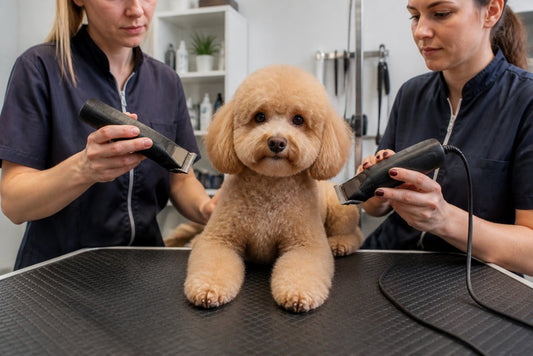 Cordless vs Corded Dog Clippers for Professionals