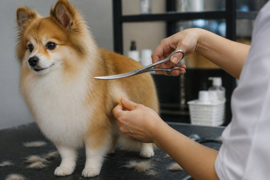 Curved Scissors for Dog Grooming: The 2026 Buyer's Guide