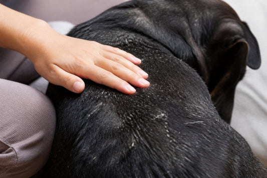 Dog Dry Flaky Skin on Back: 7 Causes & Relief