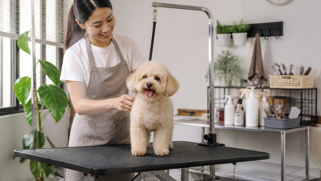 Dog Grooming Table With Arm for Beginners
