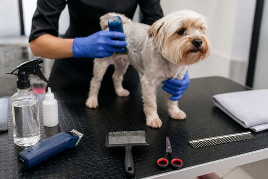 Essential Dog Grooming Safety Tips: A Step-by-Step Guide