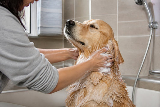 How Often to Bathe a Dog with Skin Allergies