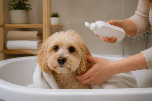 How to Choose a Gentle Dog Shampoo for Allergies