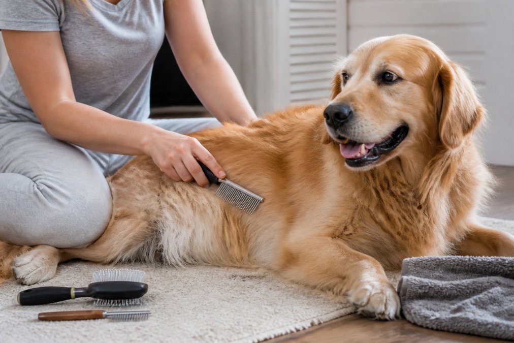 How to Maintain Dog Coat Health: A Complete Guide