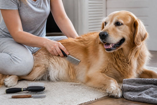 How to Maintain Dog Coat Health: A Complete Guide