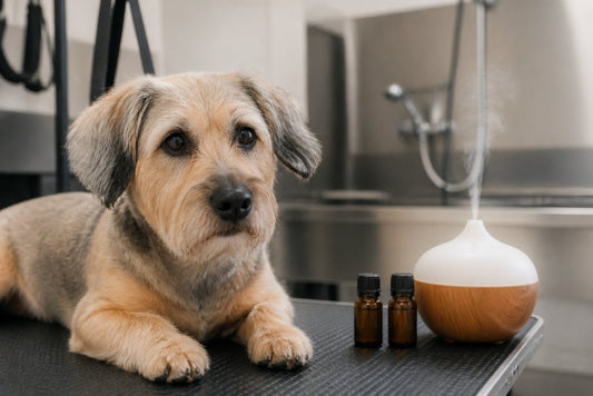 Is Aromatherapy Worth It for Dog Grooming Anxiety