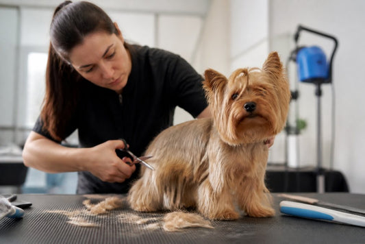Is Professional Grooming Really Necessary?