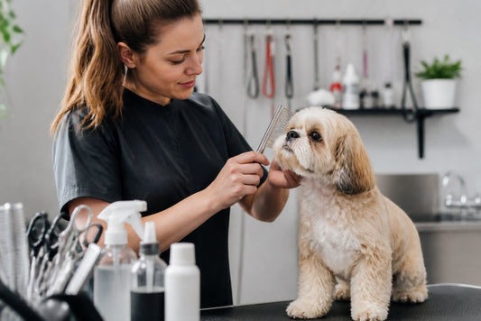 Professional Pet Grooming Tips 2026