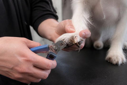 Why Pet Nail Clippers for Thick Nails Are Necessary