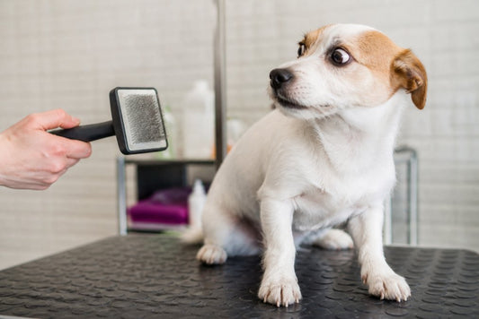Why Your Dog Fears the Grooming Brush