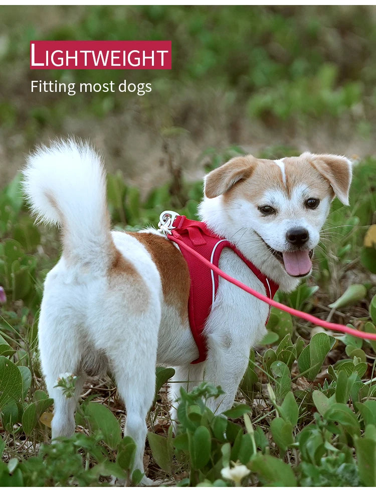 Reflective Adjustable Dog Harness & Leash Set