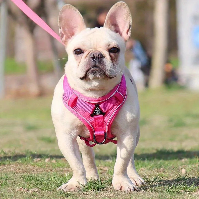 Reflective No-Pull Harness & Leash Set