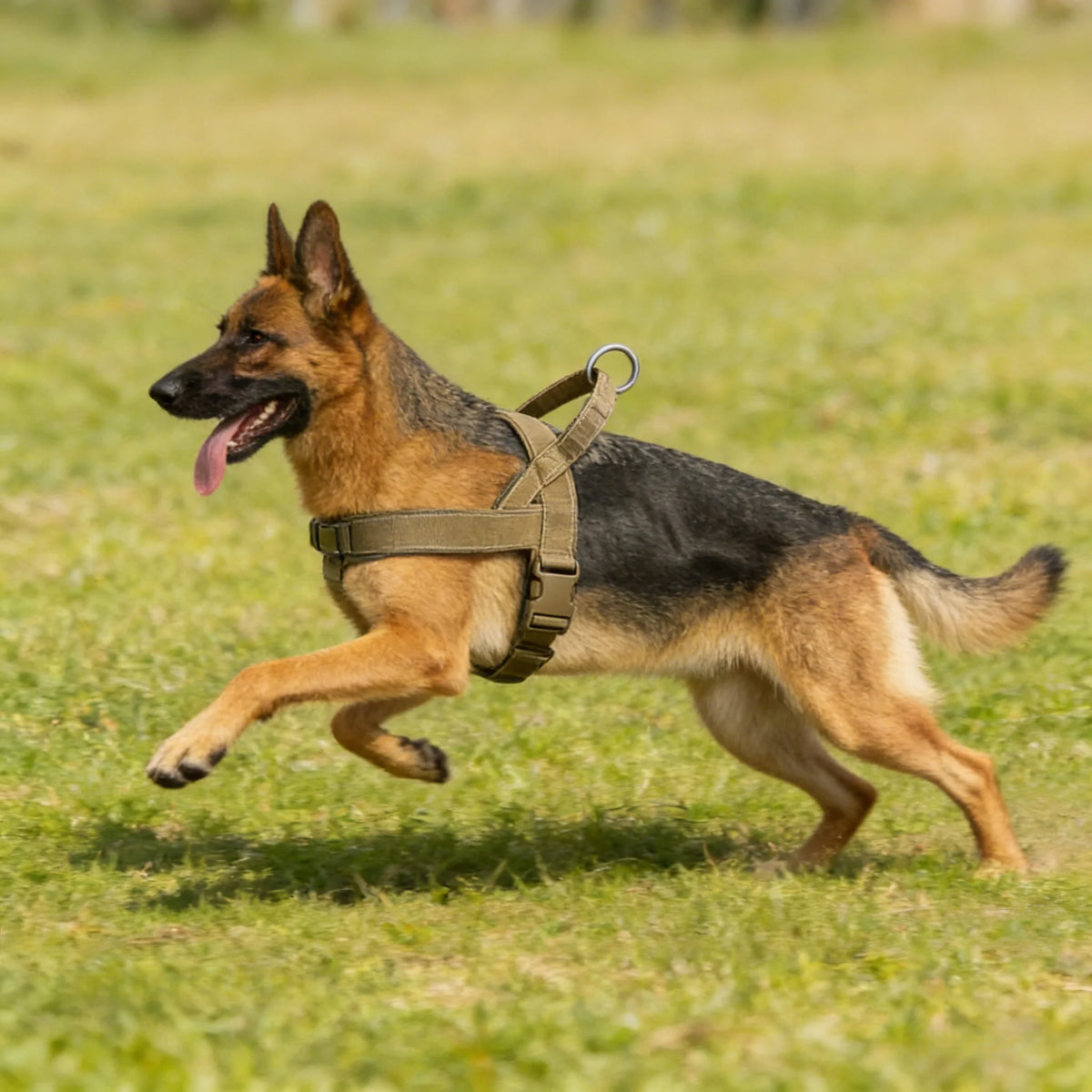 Heavy-Duty Reflective Dog Harness